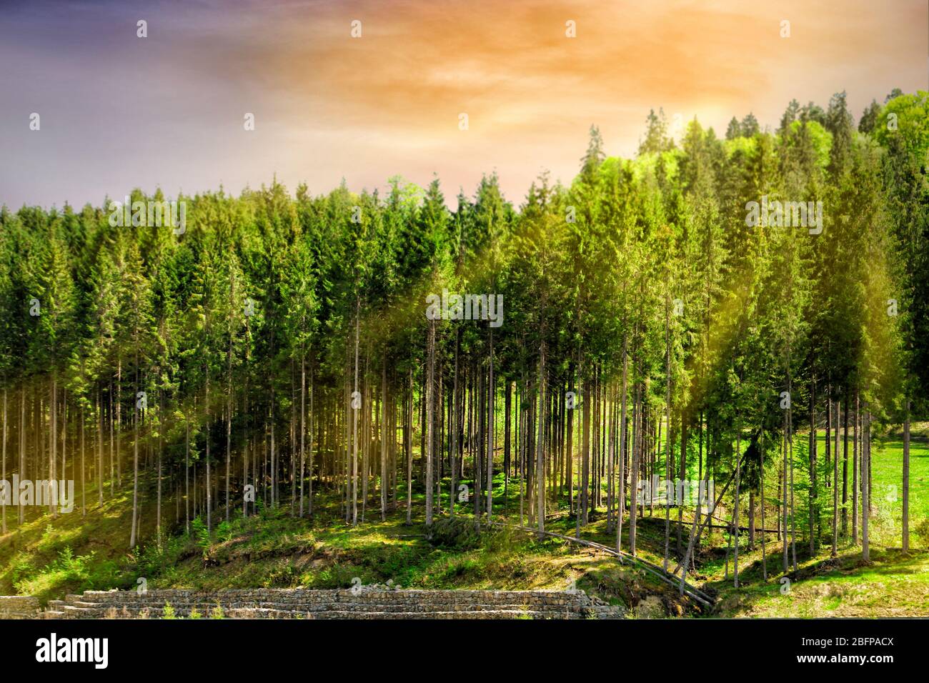 Panoramic view tall fir tree hi-res stock photography and images - Alamy