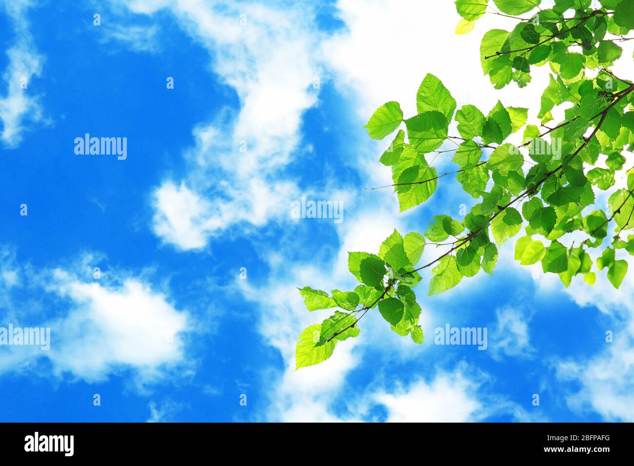 Tree branches with green leaves on sky background Stock Photo - Alamy