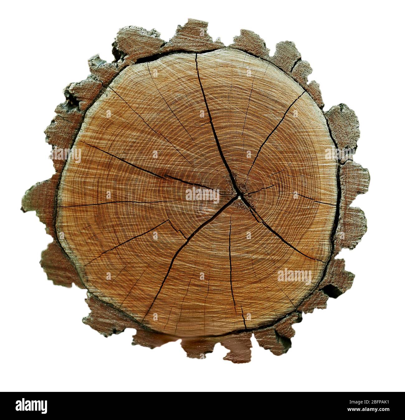 Cross section of tree trunk isolated on white Stock Photo Alamy