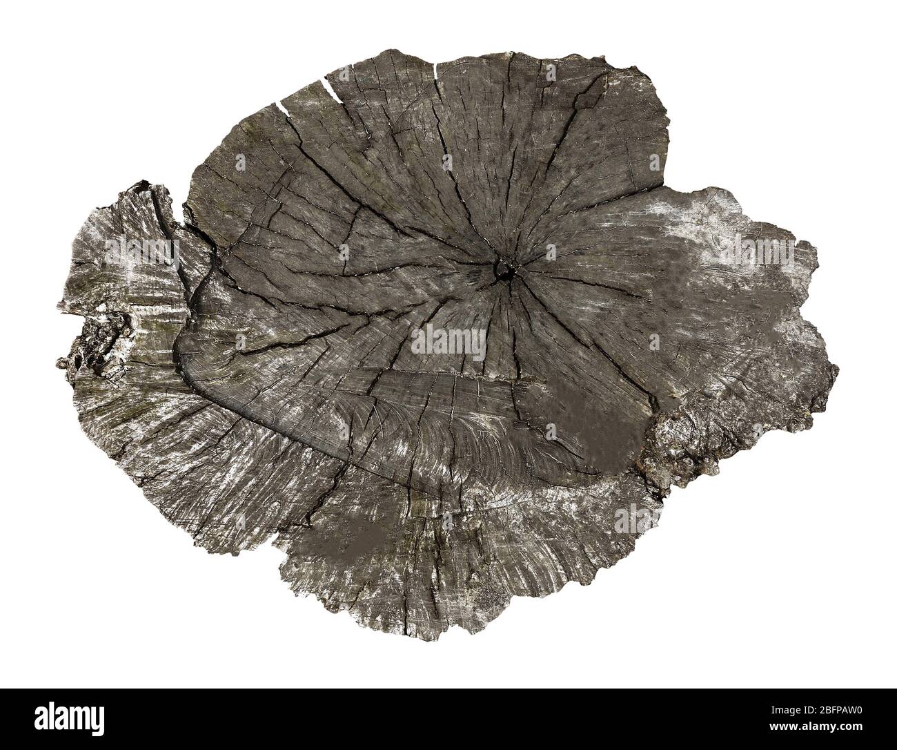 Cross section of tree trunk isolated on white Stock Photo - Alamy