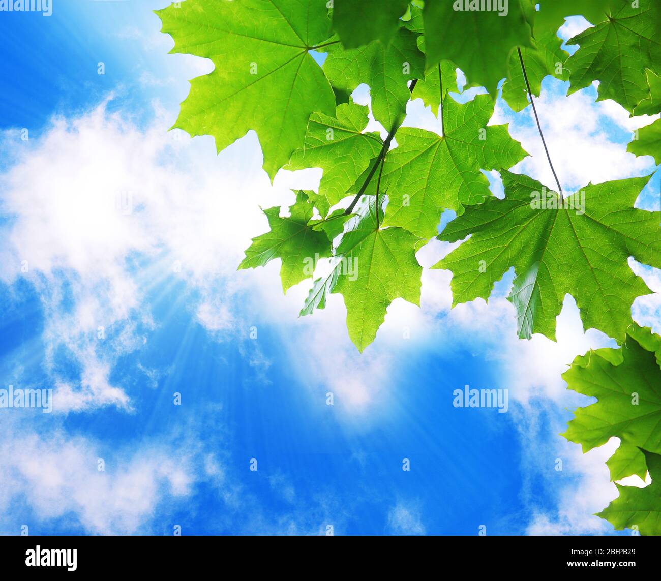 Tree branches with green leaves on sky background Stock Photo - Alamy