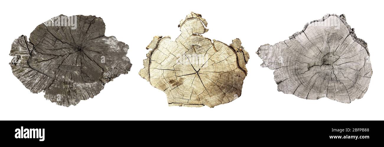 Cross section of tree trunk isolated on white Stock Photo - Alamy