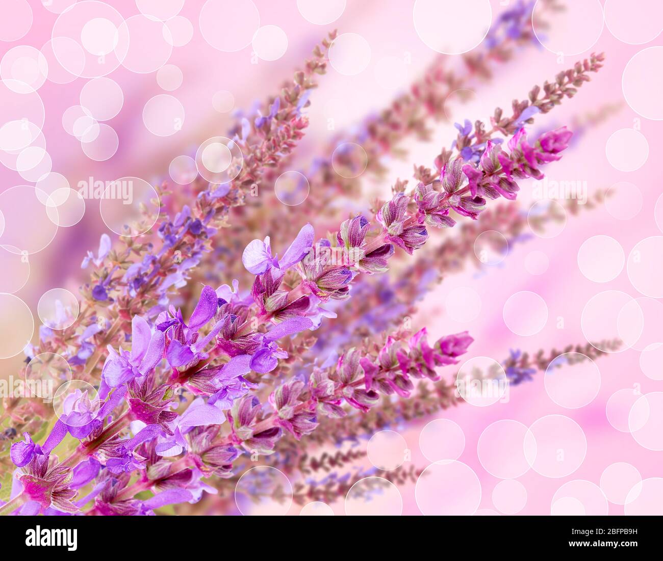 Beautiful Flowers On Beautiful Bokeh Background With Color Filter Stock Photo Alamy