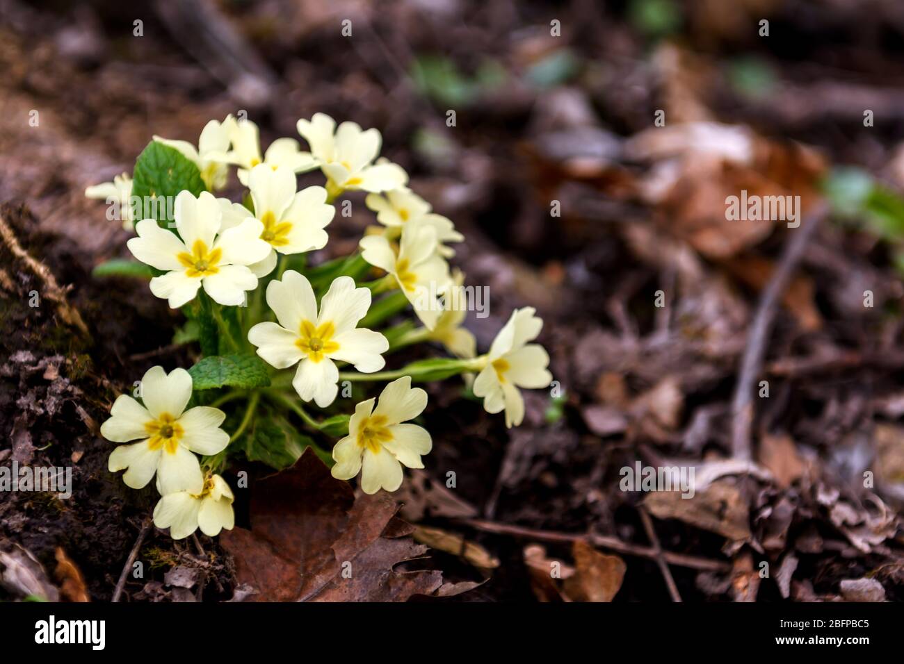 Blooming primroses in woods at the beginning of spring with copy space for text. Stock Photo