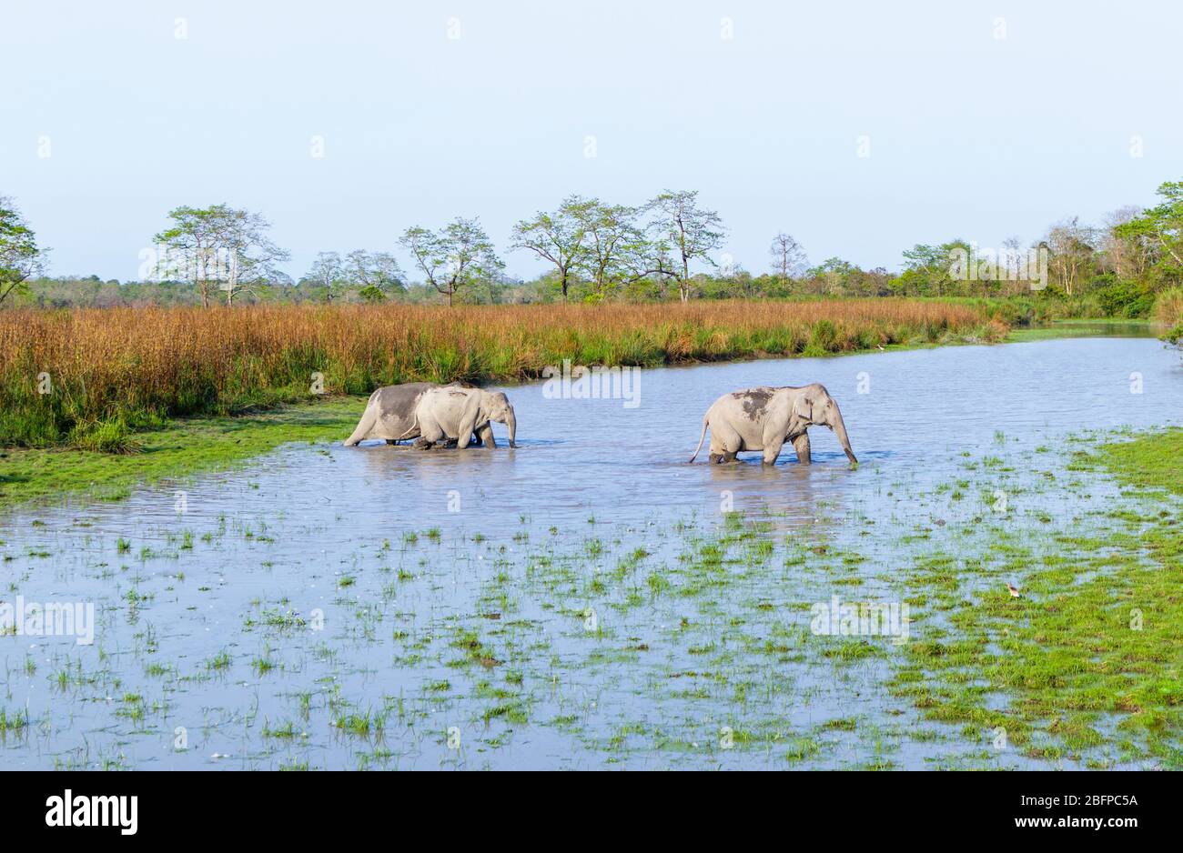 Three Indian elephants (Elephas maximus indicus) crossing a river in Kaziranga National Park, Assam, northeastern India Stock Photo