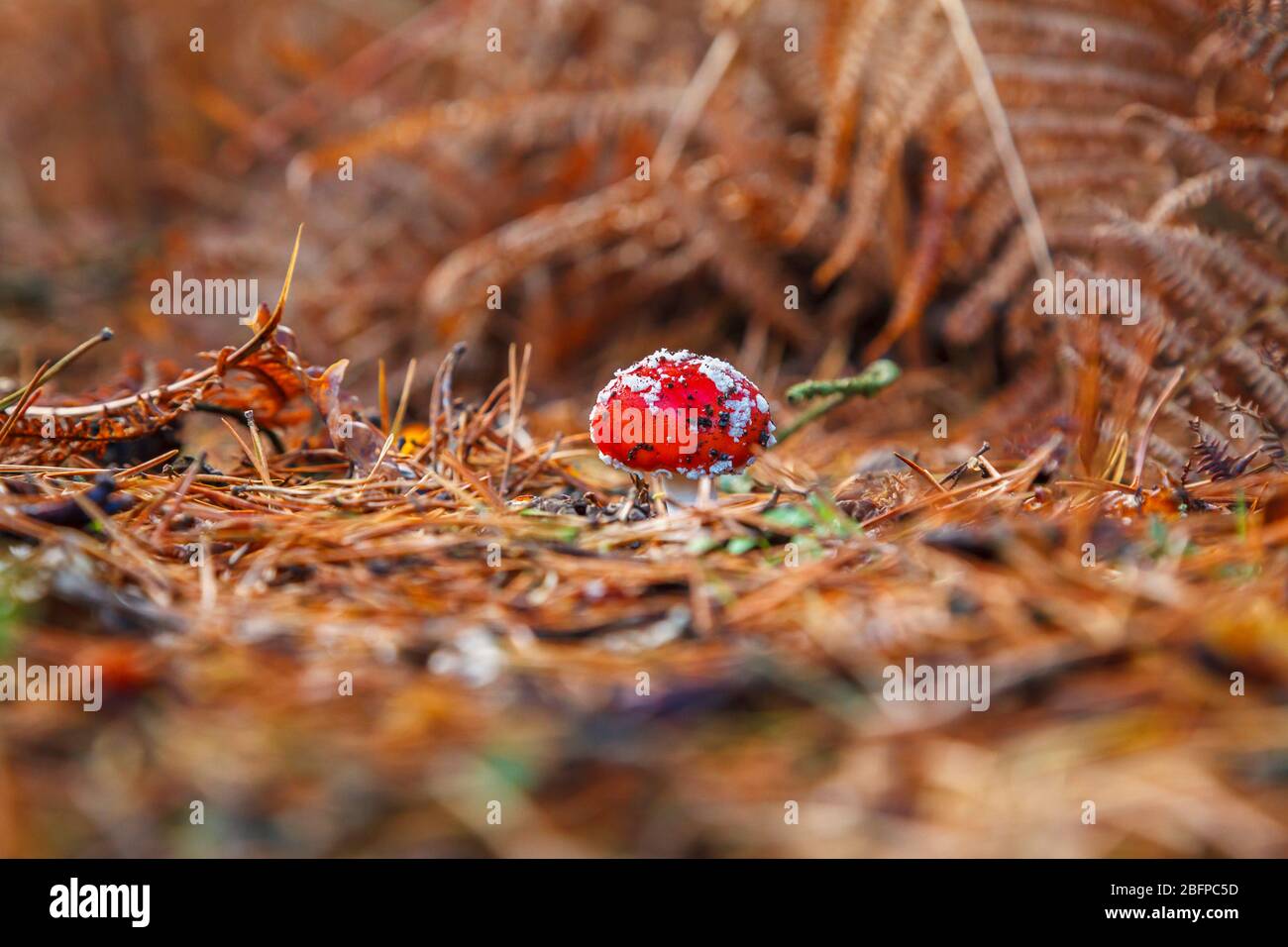 Red and white spotted fly agaric toadstool fruiting body, Amanita muscaria, growing amongst fallen pine needles in autumn in woodland in Surrey, UK Stock Photo