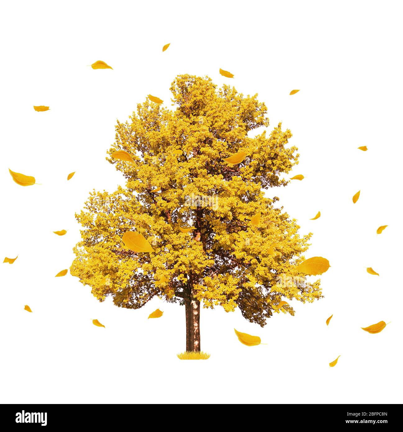 Big autumn tree and flying yellow leaves on white background Stock ...