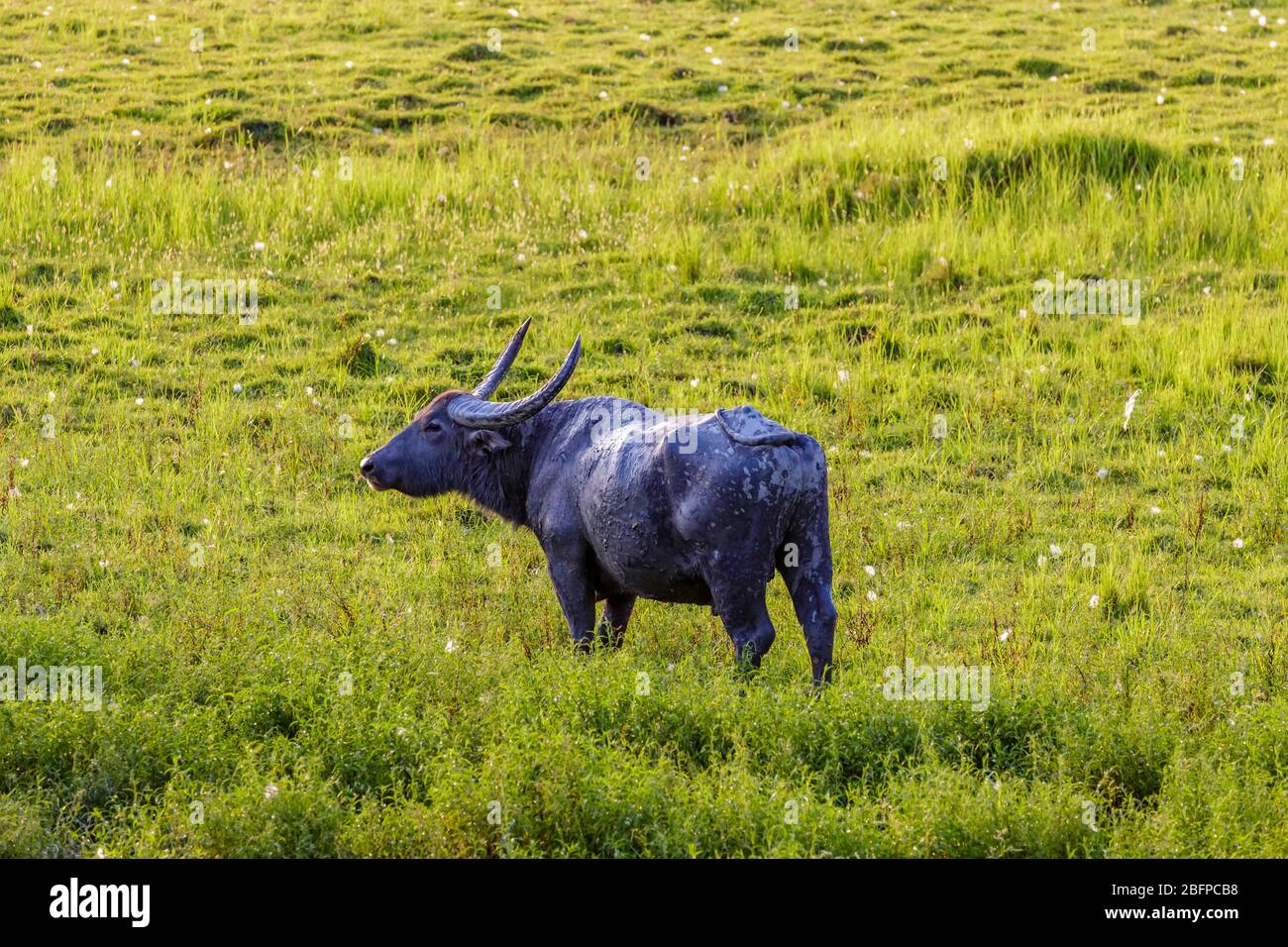 Indian wildlife Water buffalo (Bubalus bubalis) standing in grass in