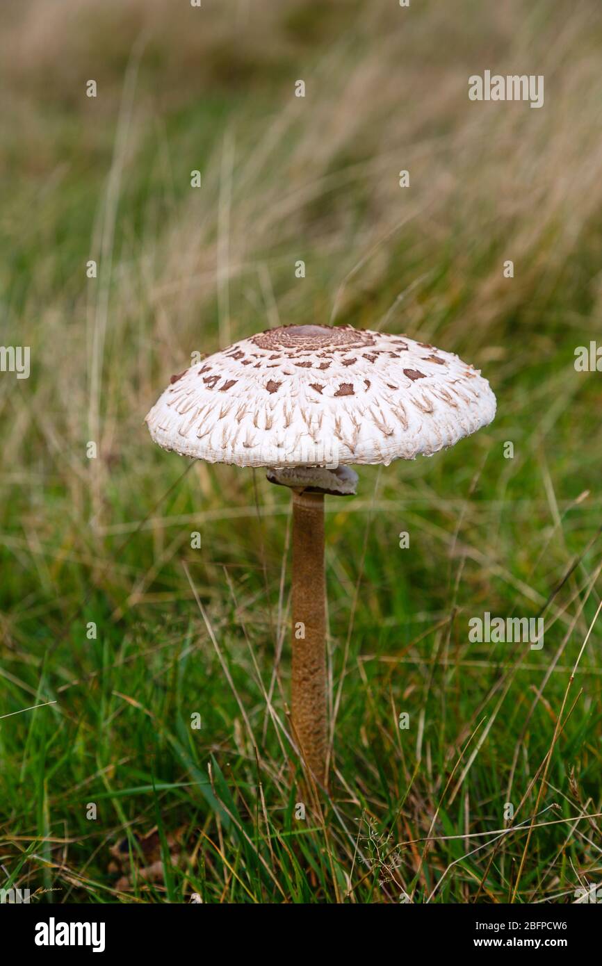 Large open cap toadstool fruiting body growing in grass in autumn, probably a Parasol Mushroom (Lepiota procera), Kent, south-east England Stock Photo