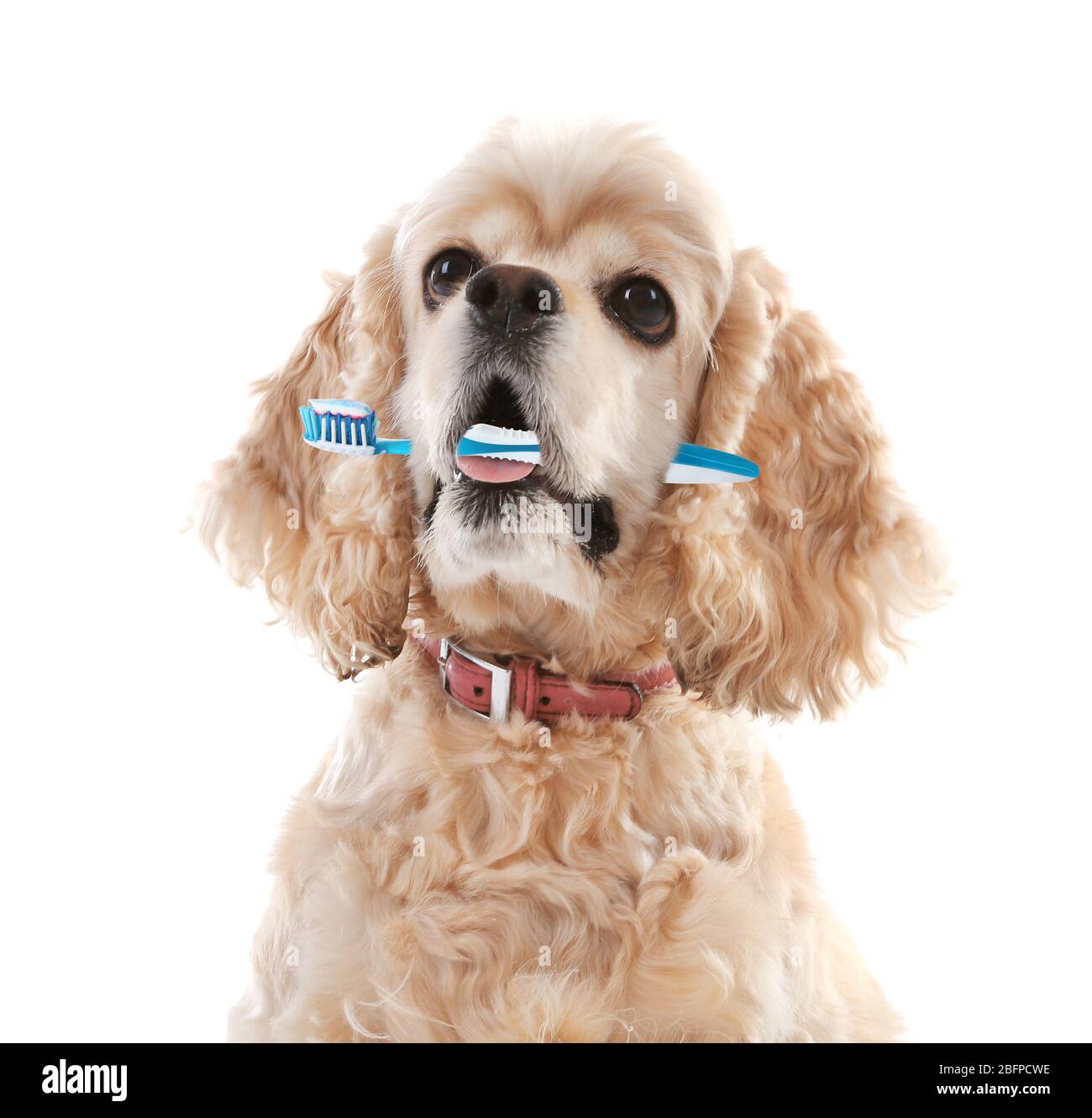 Brush for cocker spaniel online