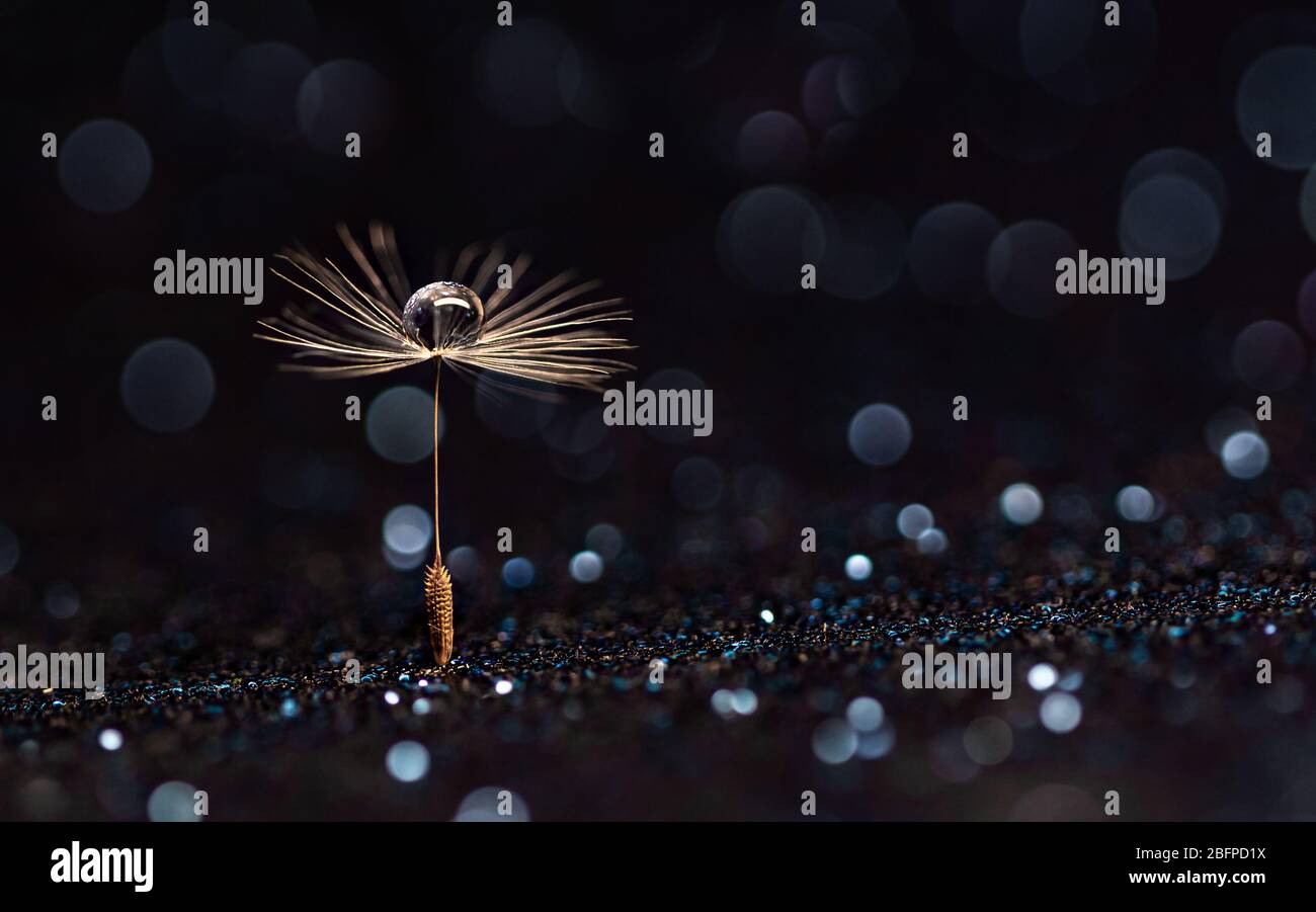 Water drop on dandelion seed abstract with bokeh, copy space  Stock Photo