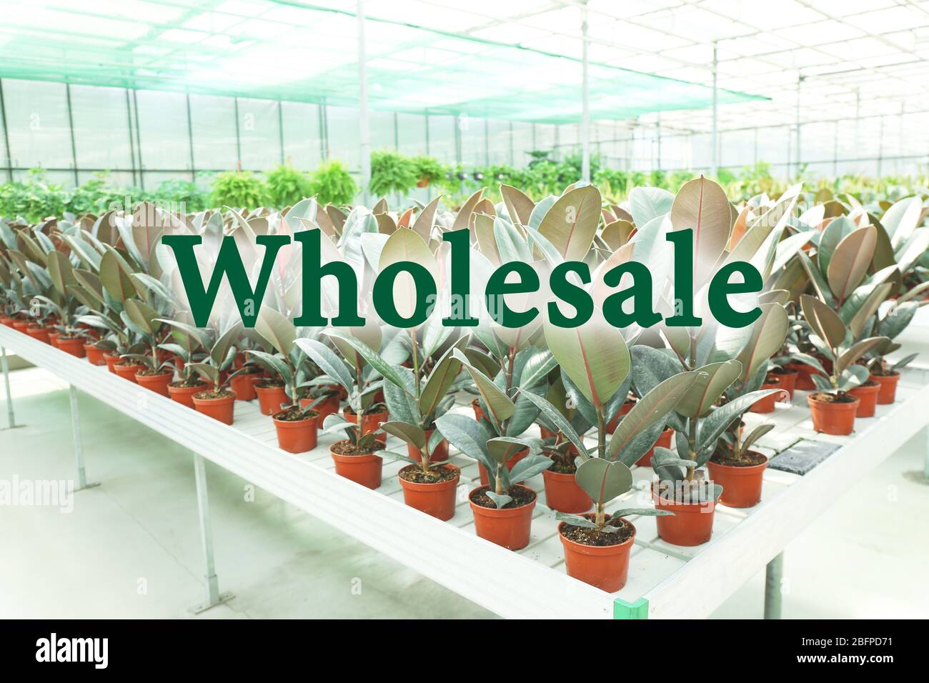 Wholesale concept. Huge greenhouse with lot of flowers and plants for sale Stock Photo