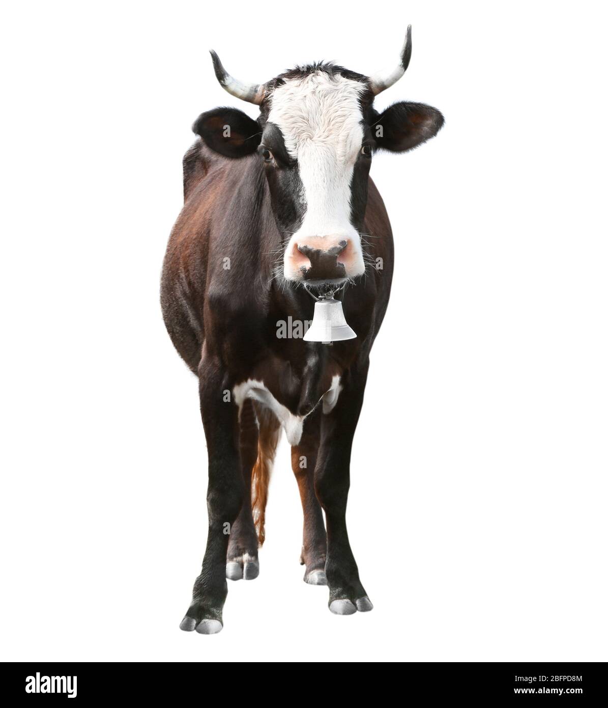 Cow on white background. Farm animal concept. Stock Photo