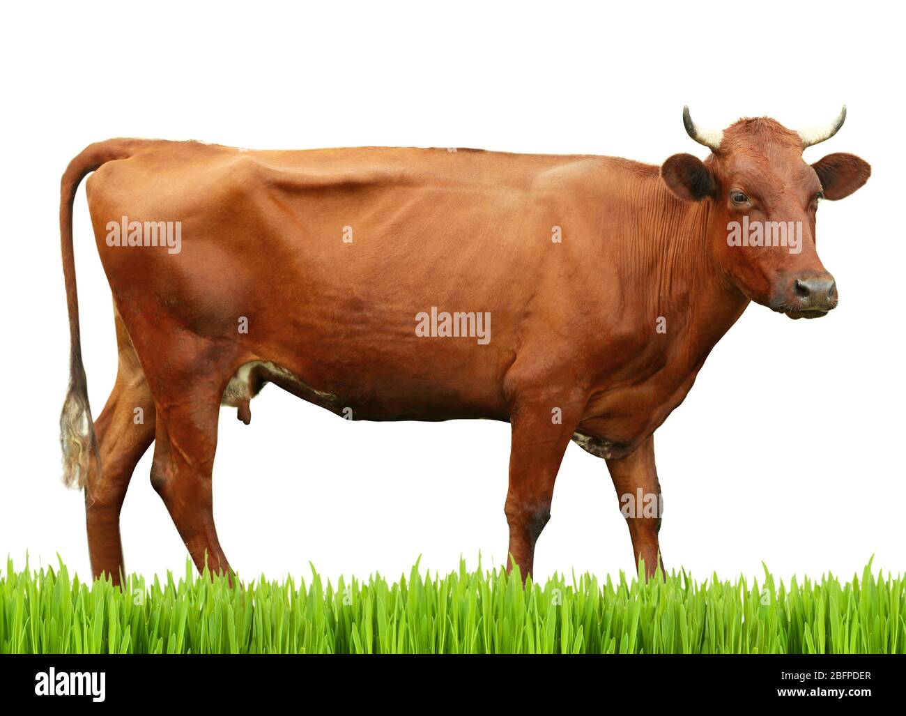 Cow on white background. Farm animal concept. Stock Photo