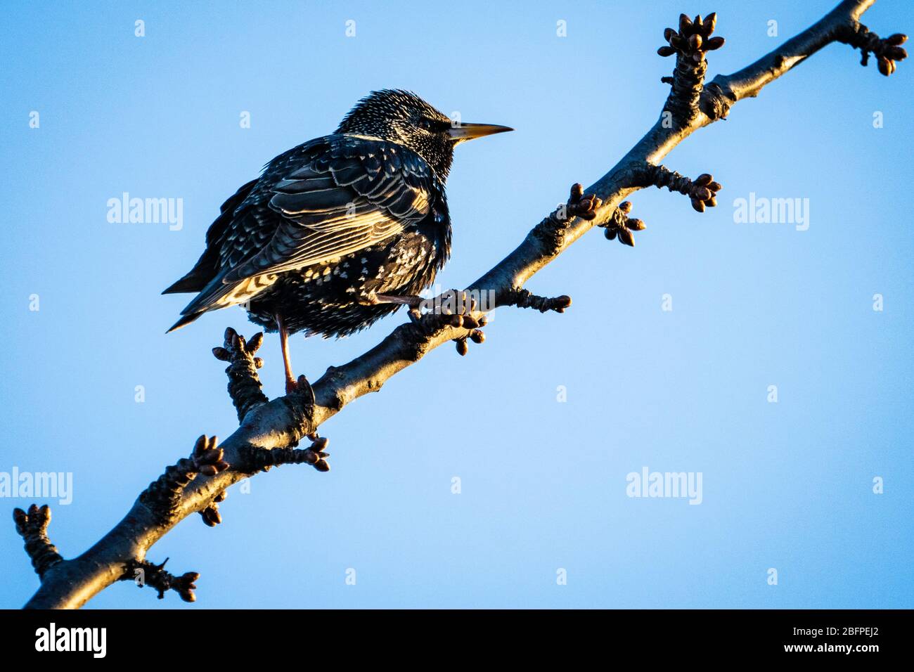 A  European Starling perched in a cherry tree in springtime. Stock Photo