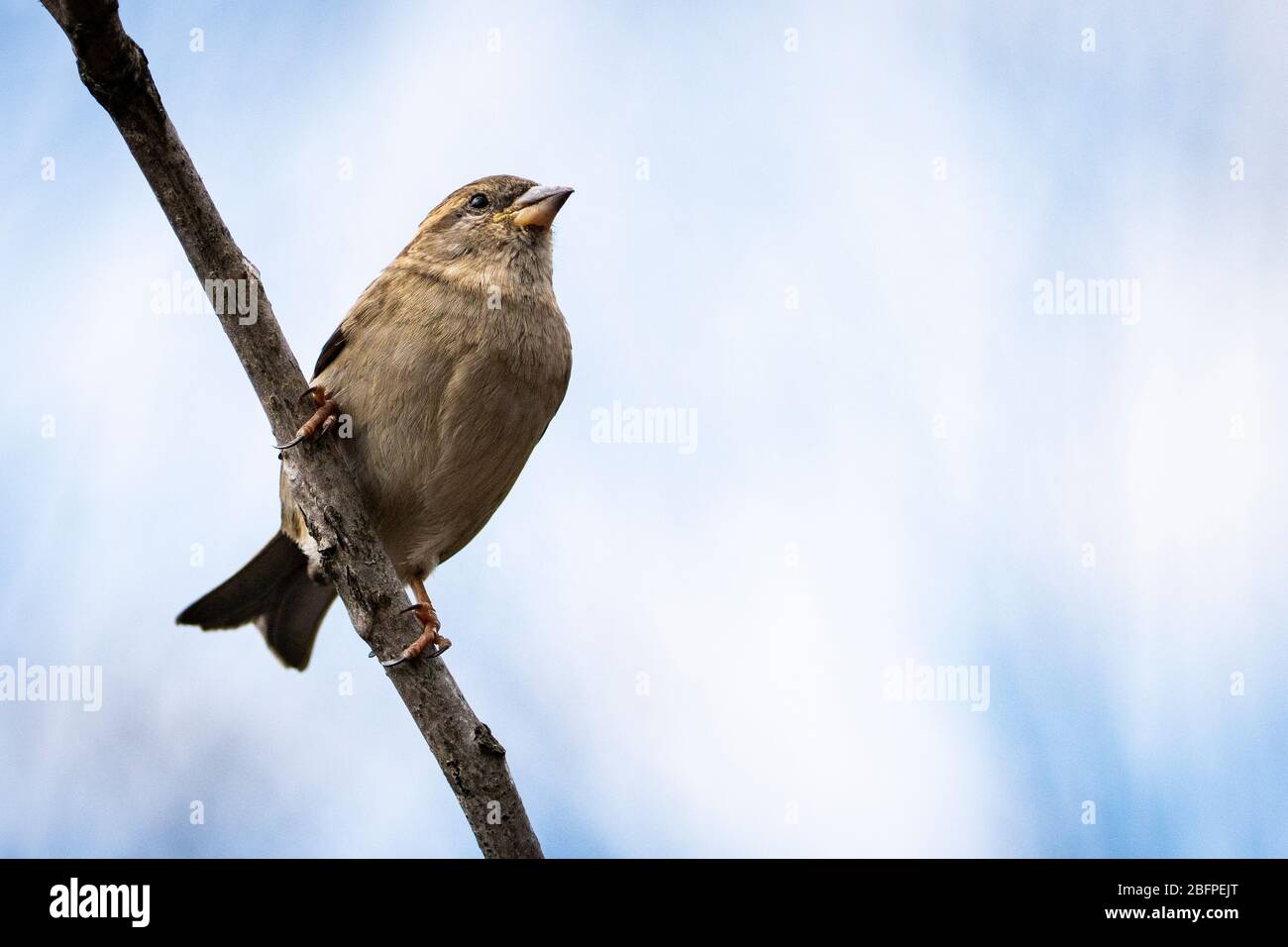 A house sparrow perched near a bird feeder in a backyard Stock Photo
