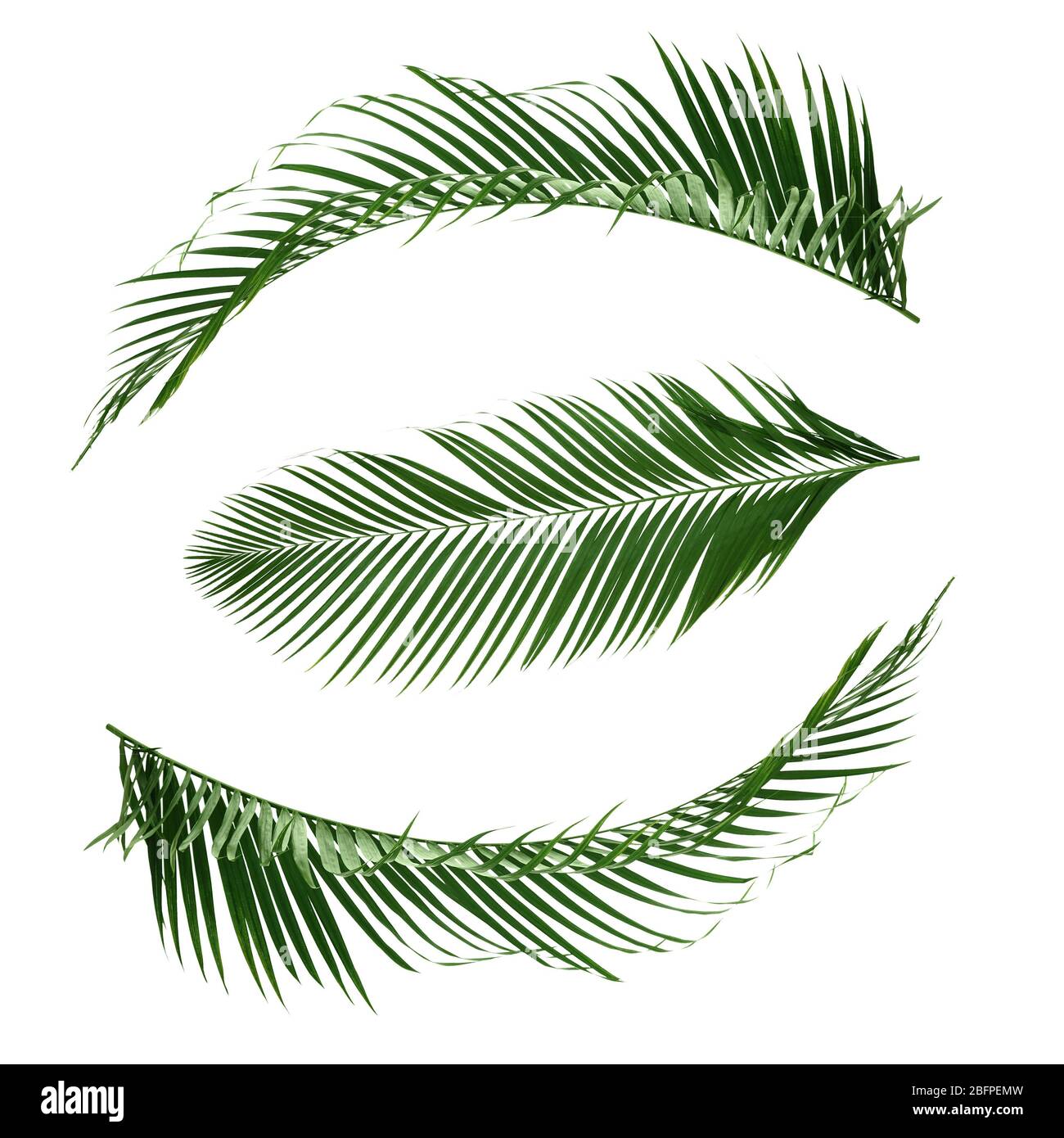 Green tropical leaves on white background Stock Photo - Alamy