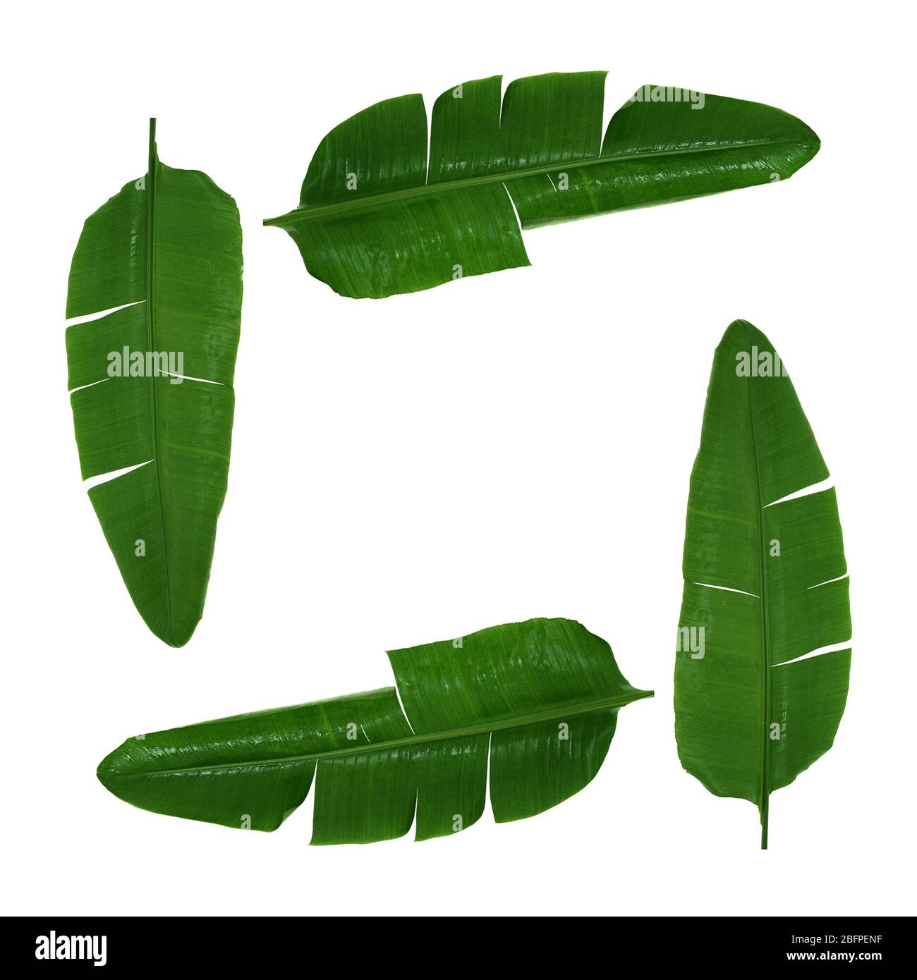 Green tropical leaves on white background Stock Photo Alamy