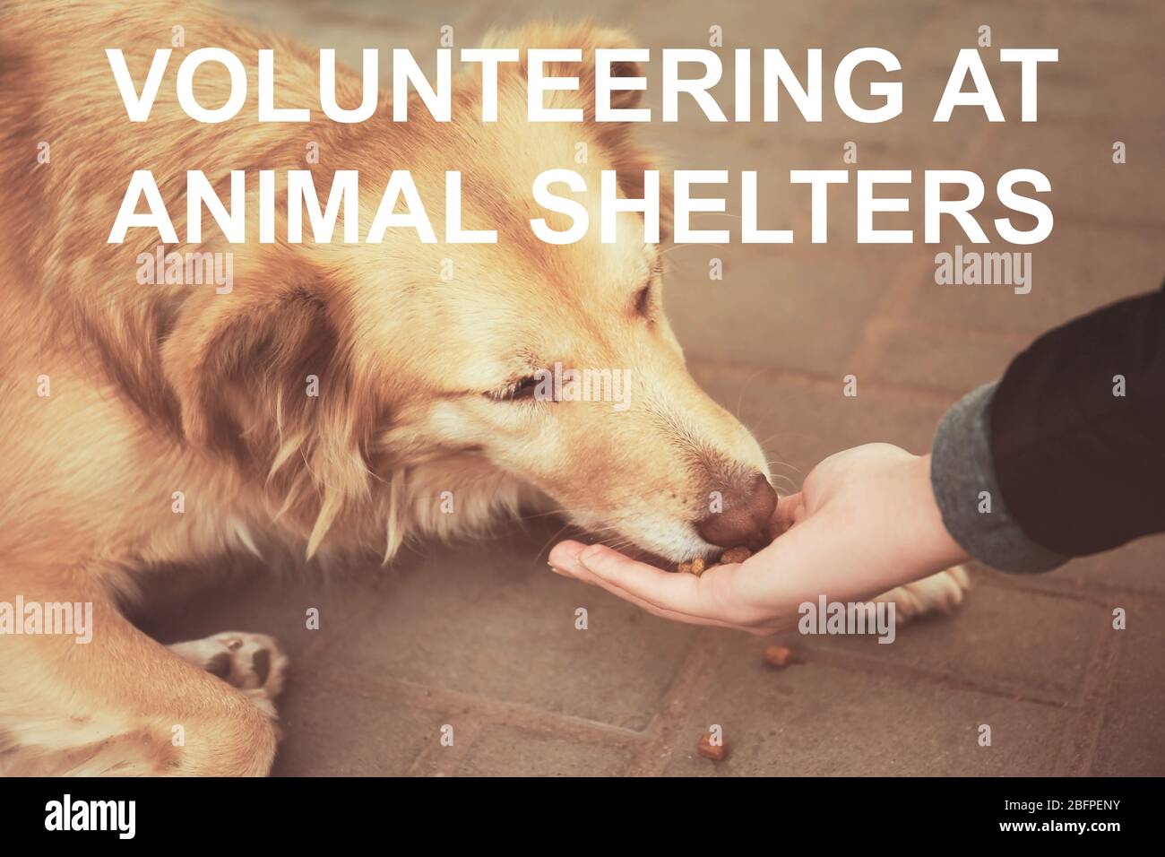 Volunteering at animal shelters hires stock photography and images Alamy