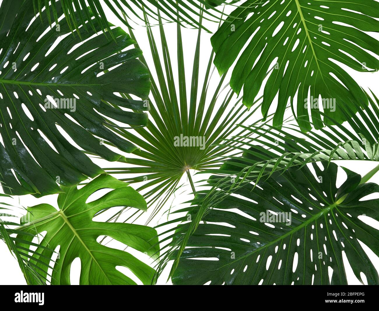 Green tropical leaves on white background Stock Photo Alamy