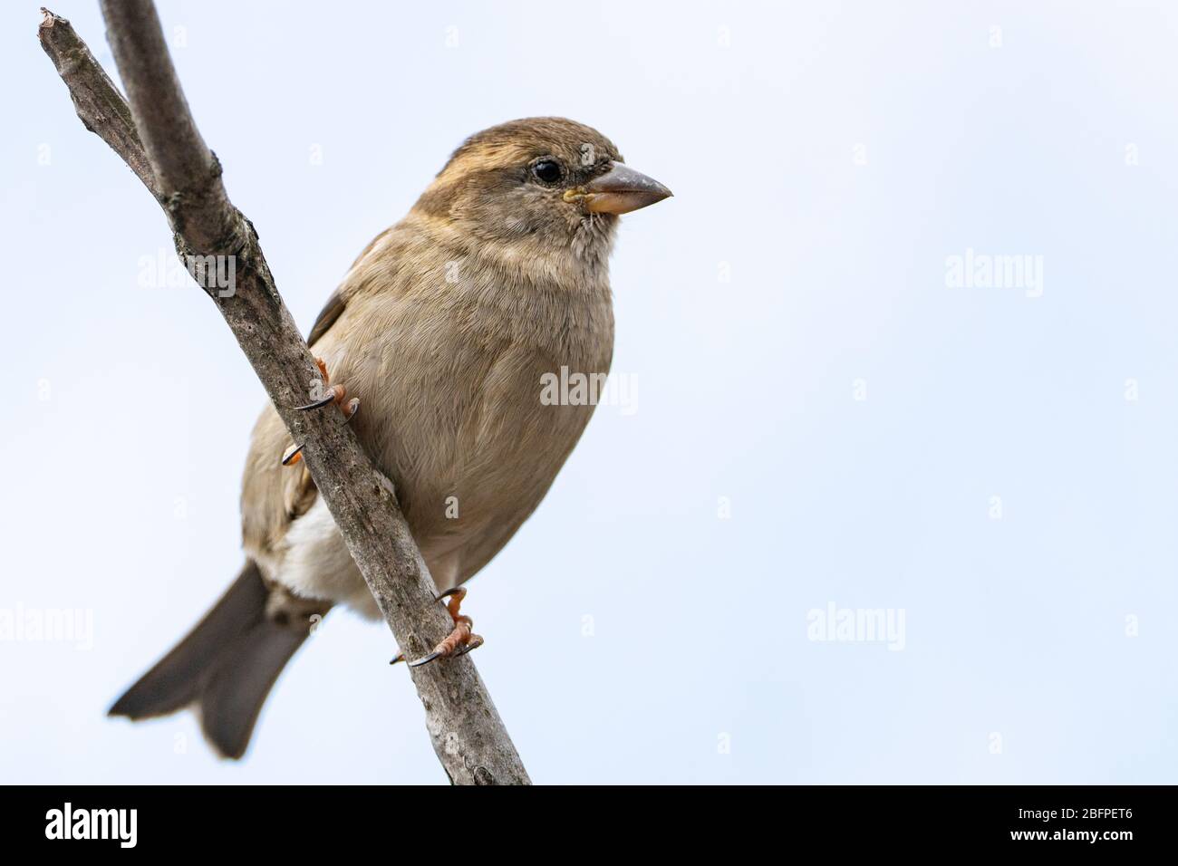 A house sparrow perched near a bird feeder in a backyard Stock Photo