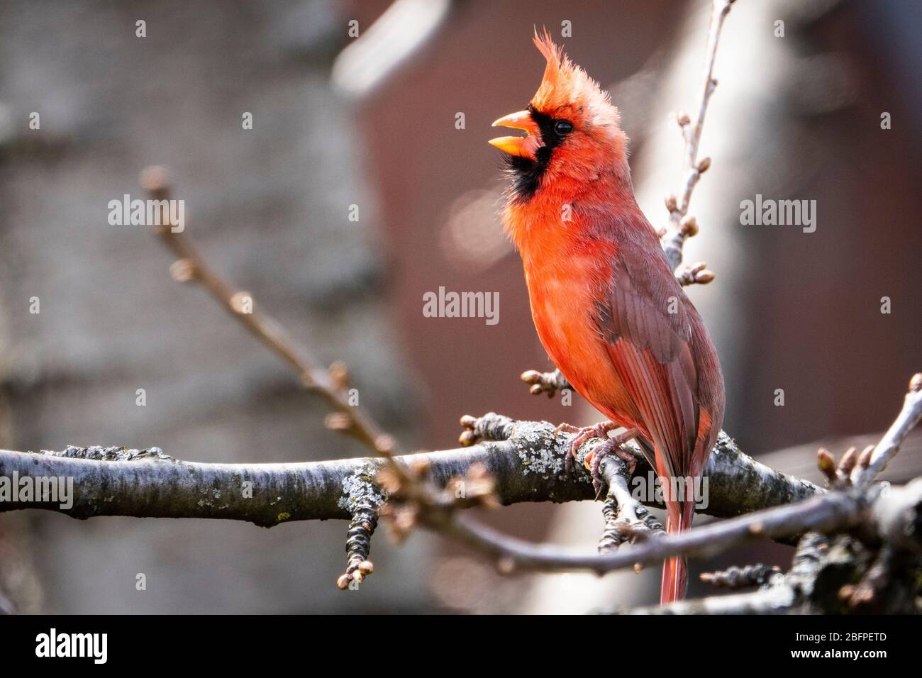 Northern Cardinal perched near a bird feeder in springtime. Stock Photo