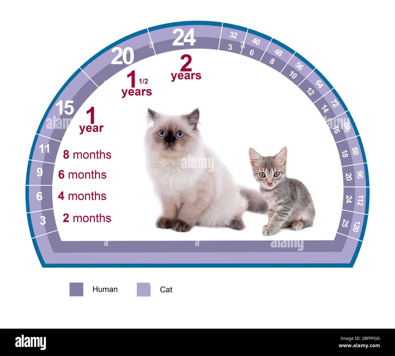 Pet age concept. Comparison chart of cat and human years on white