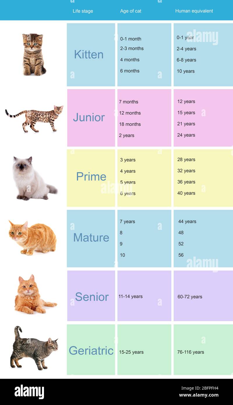 Pet age concept. Comparison chart of cat and human years as background