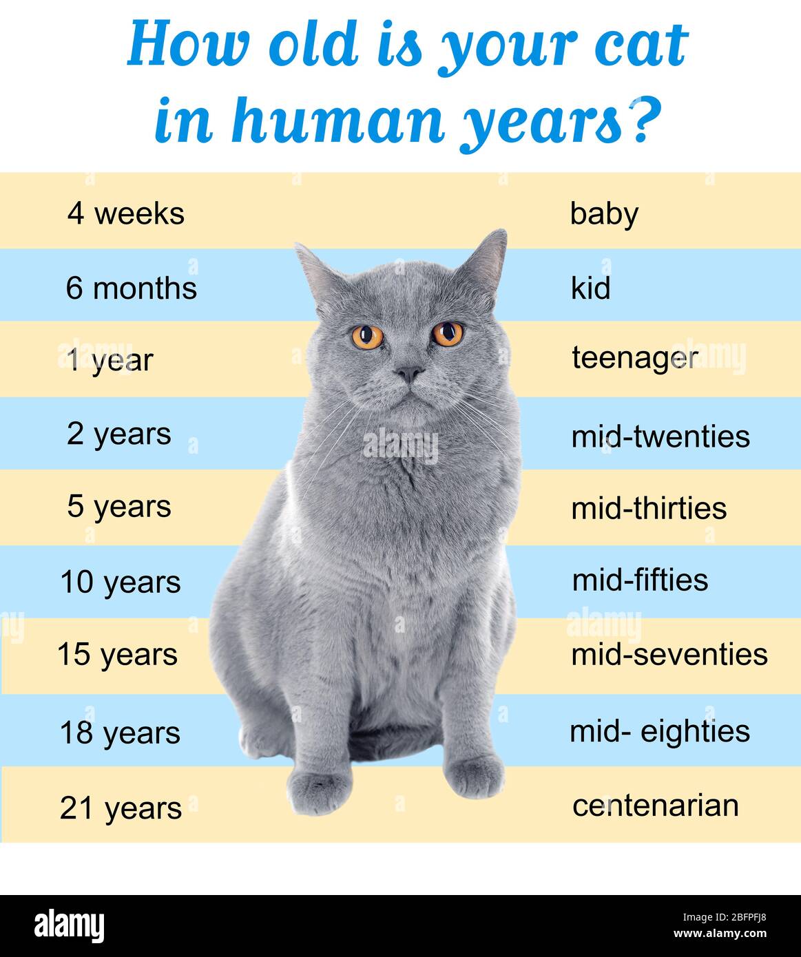 Pet age concept. Comparison chart of cat and human years as background  Stock Photo - Alamy