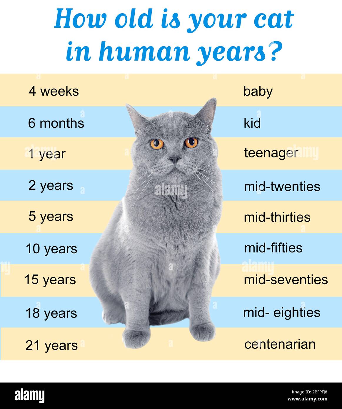 What Is Cat To Human Years At Alfred Wilford Blog