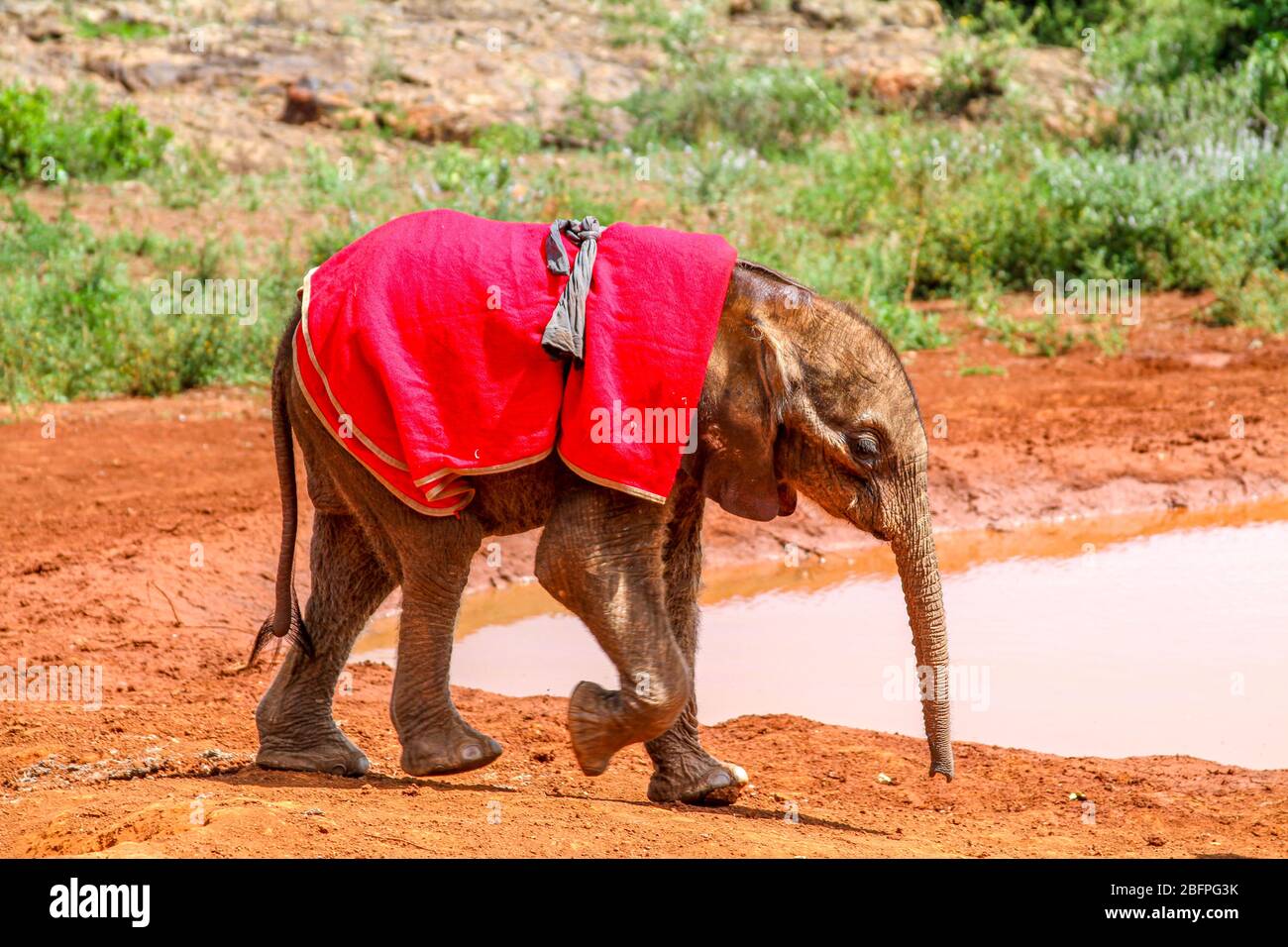 Bayb elephant hi-res stock photography and images - Alamy