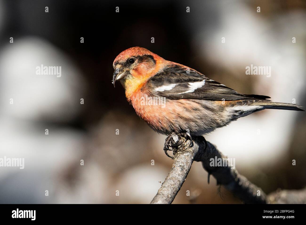 A  male white-winged crossbill perched in a northern forest. Stock Photo