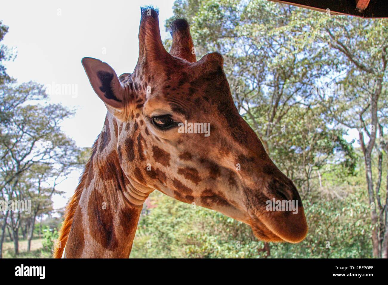Giraffe portrait hi-res stock photography and images - Alamy