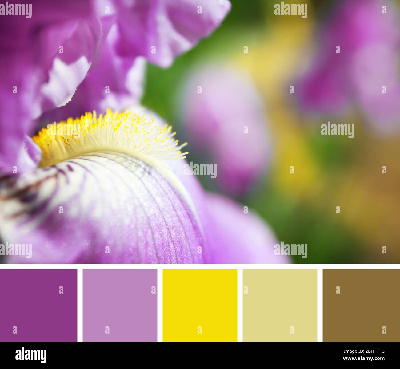 Lilac color matching palette. Beautiful flower, closeup Stock Photo