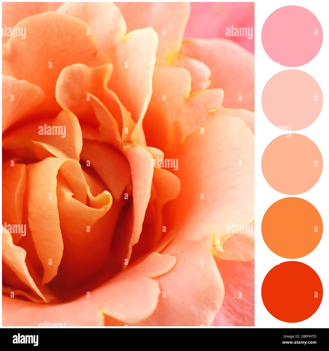 Apricot color matching palette. Beautiful flower, closeup Stock Photo