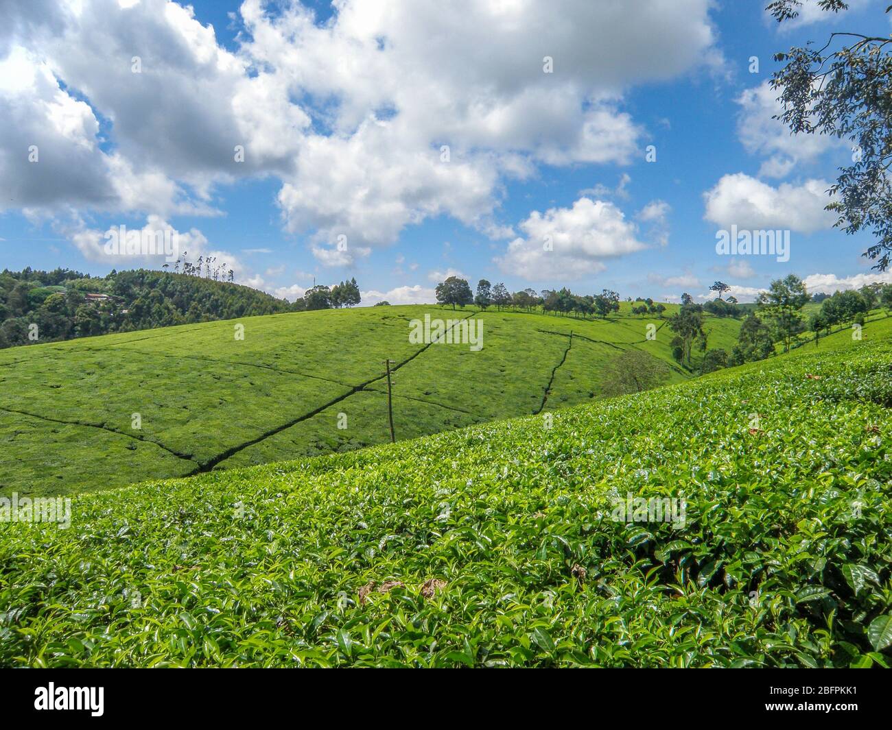 tea plantation Kenya Stock Photo Alamy