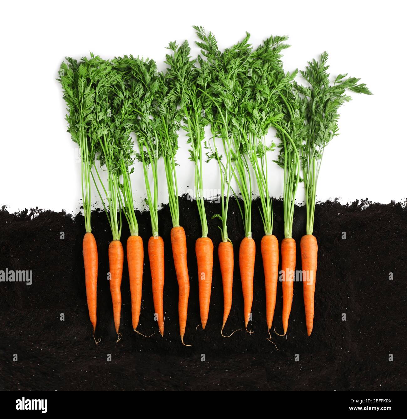 Carrots with soil on hi-res stock photography and images - Alamy