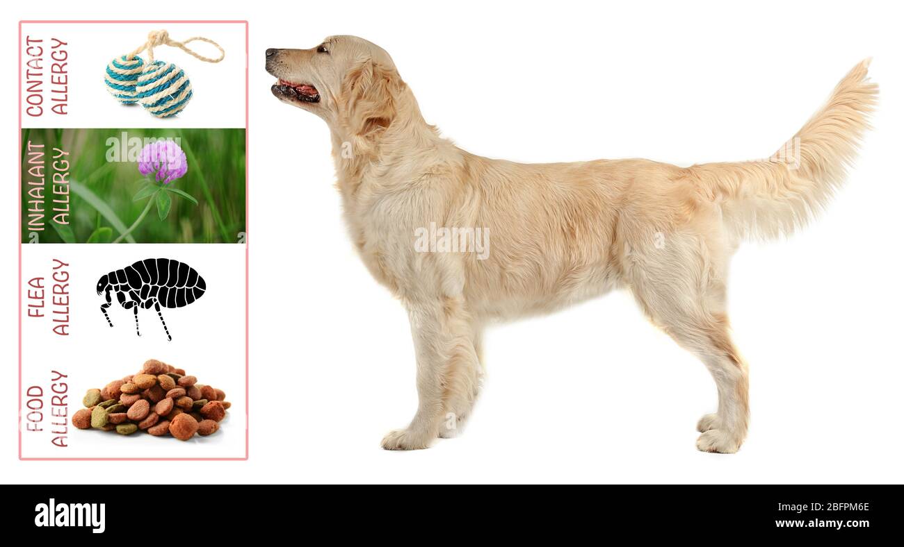 Veterinary concept. Dog and causes of allergy on white background Stock Photo Alamy