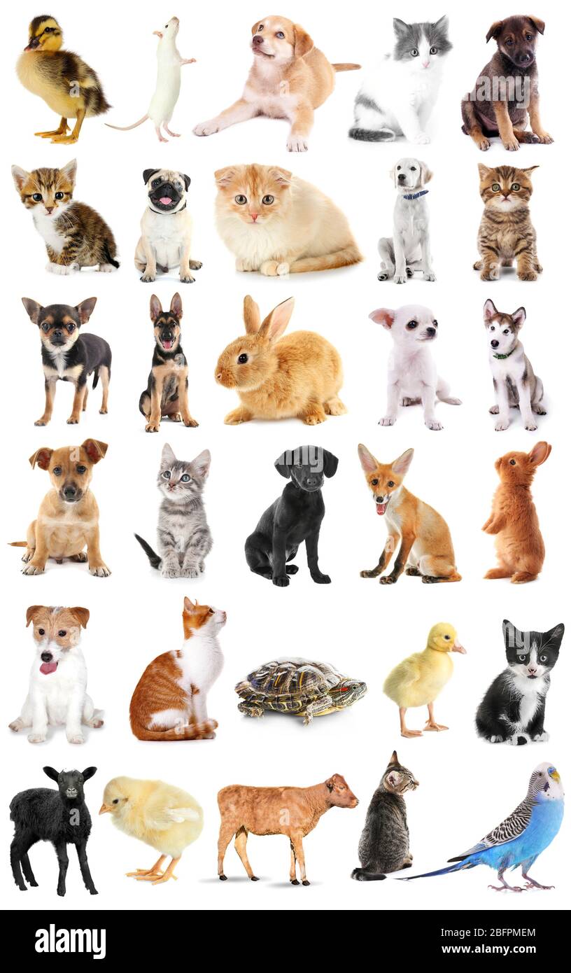 Collage Of Cute Baby Animals On White Background Stock Photo Alamy Collage Of Cute Baby Animals On White Background Stock Photo Alamy