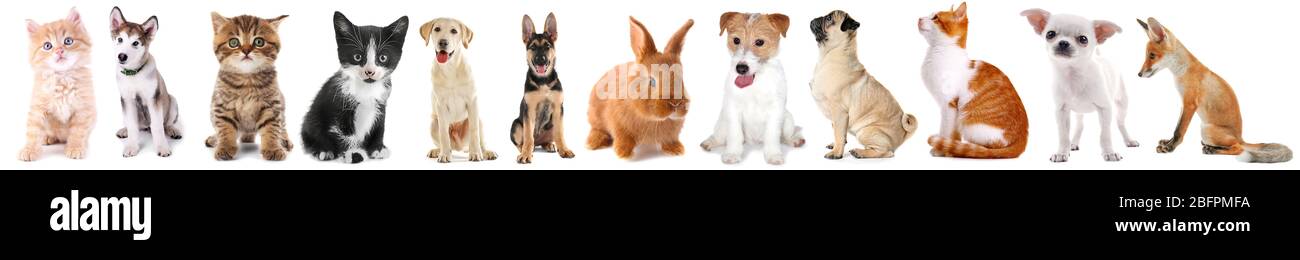 Collage of cute baby animals on white background Stock Photo - Alamy