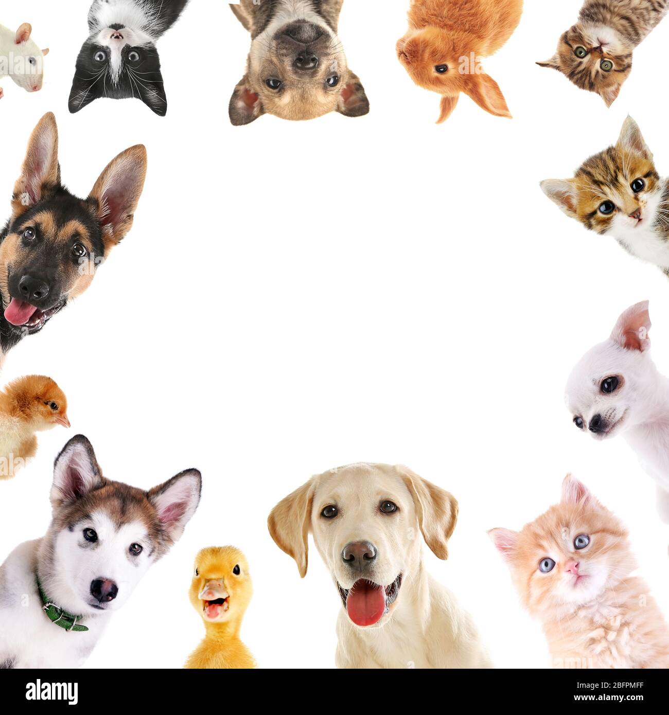 Pets collage