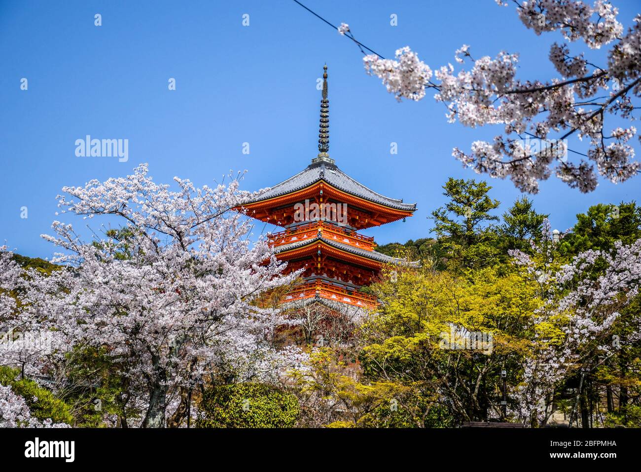 Japanese pagoda surrounded by cherry blossoms in Kyoto Stock Photo - Alamy