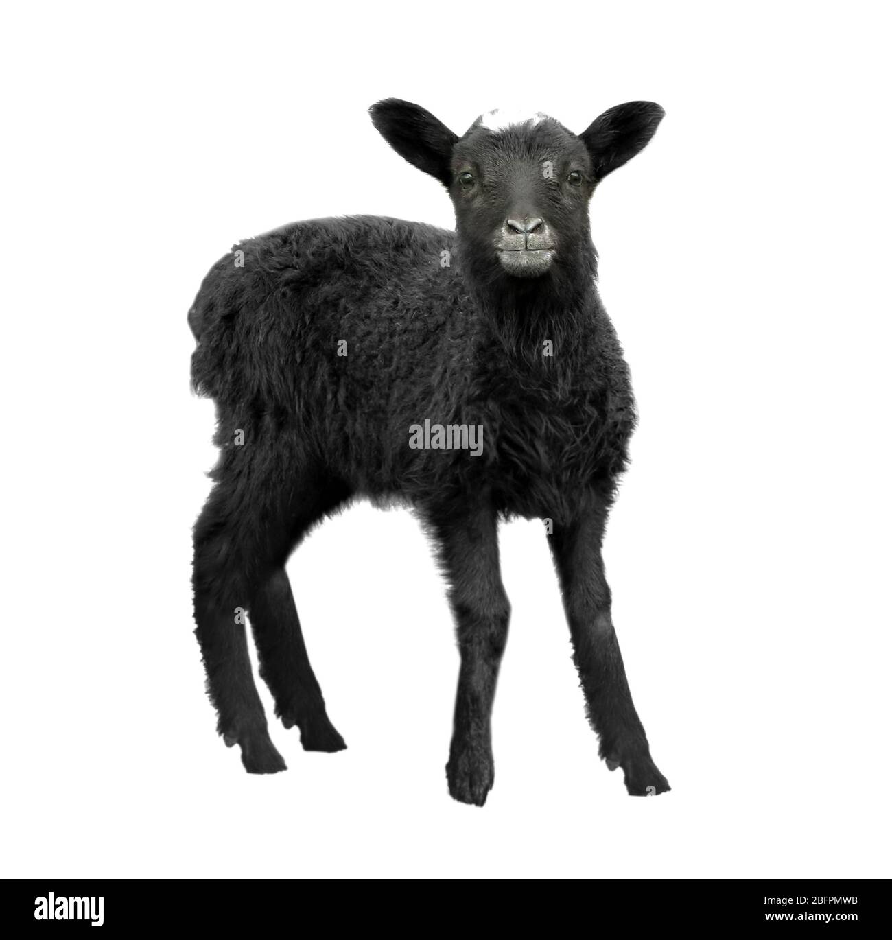 Funny lamb Cut Out Stock Images & Pictures - Alamy