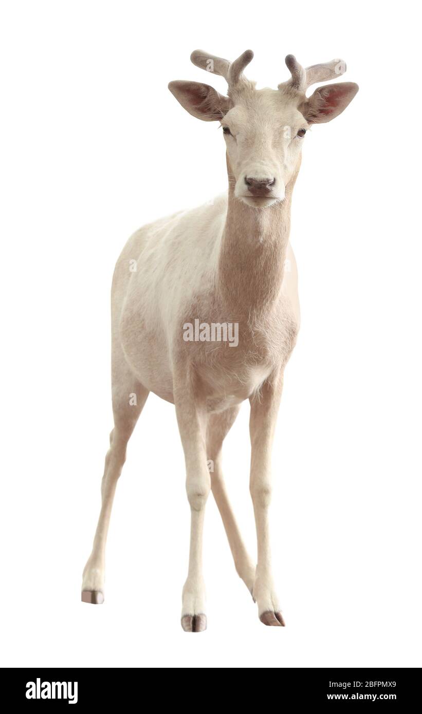 Beautiful deer on white background Stock Photo - Alamy