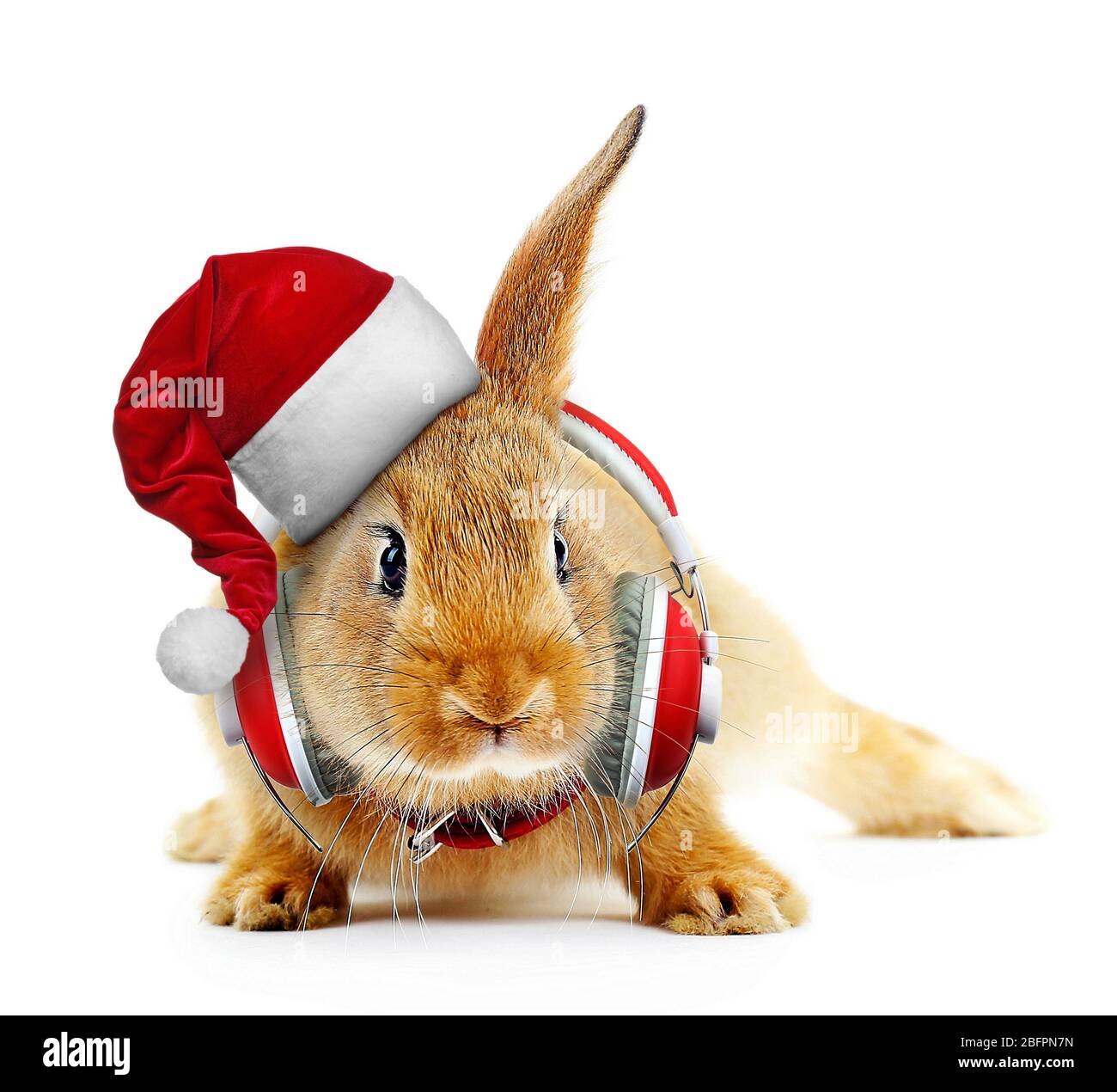 Thỏ đáng yêu đội mũ ông già Noel sẽ khiến bạn bật ngửa với sự đáng yêu và dễ thương của nó. Hãy xem hình ảnh để tận hưởng vẻ đẹp đáng yêu của thỏ và cảm nhận sự ấm áp của mùa lễ hội.
