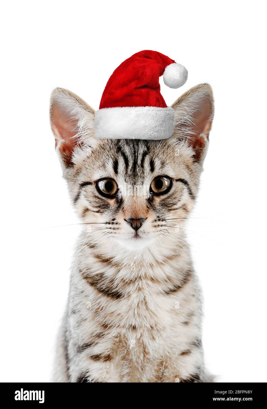 Cute cat in Santa hat on white background. Christmas and New Year celebration Stock Photo Alamy