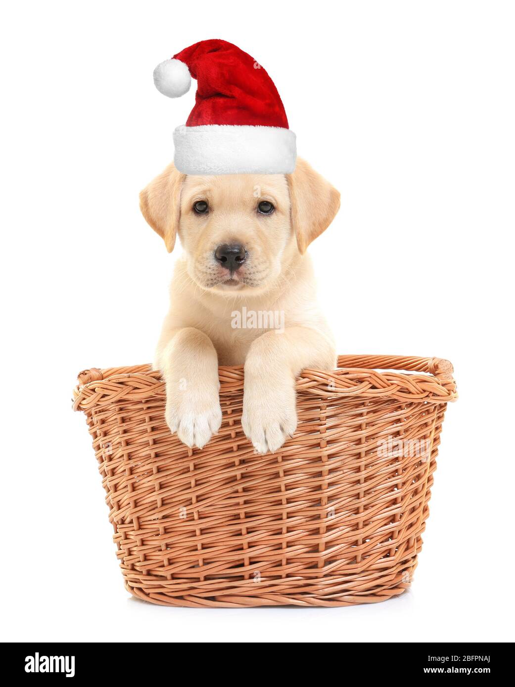 Cute puppy in Santa hat on white background. Christmas and New ...