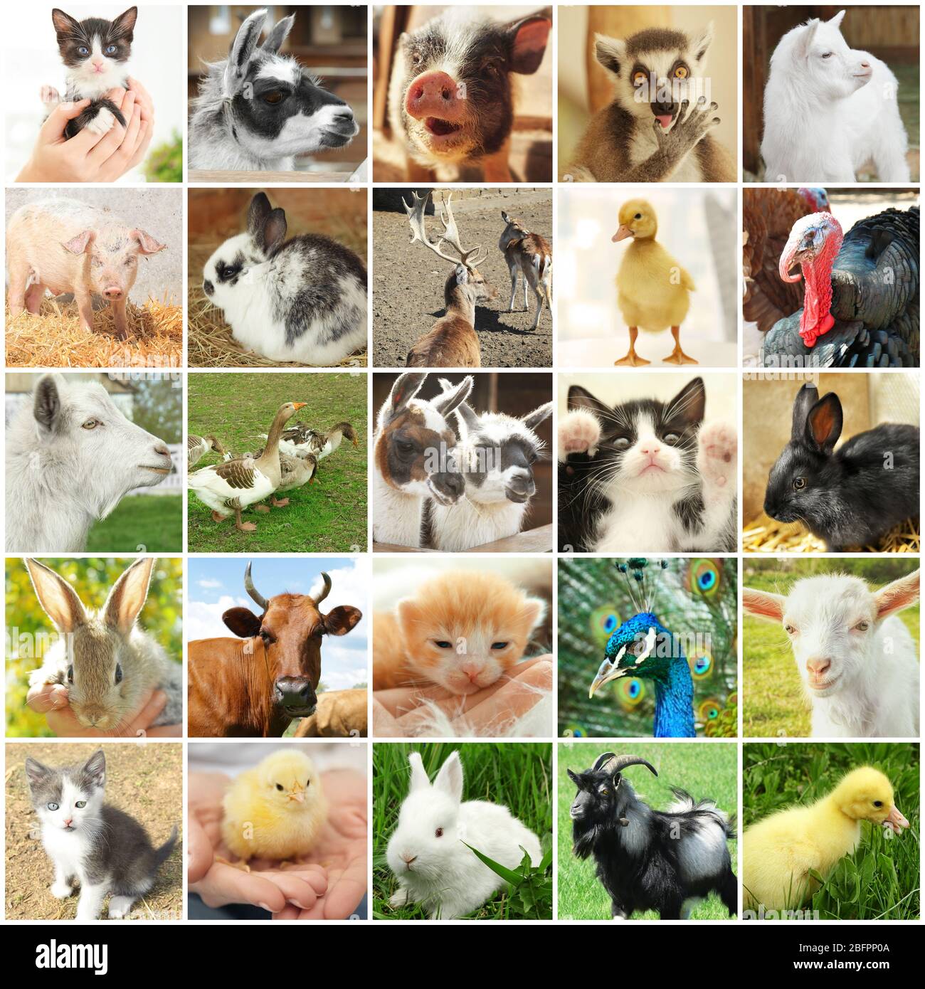 Collage with different cute animals Stock Photo