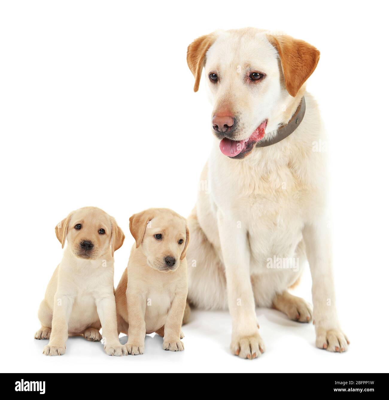 Dog and cute puppies on white background Stock Photo - Alamy