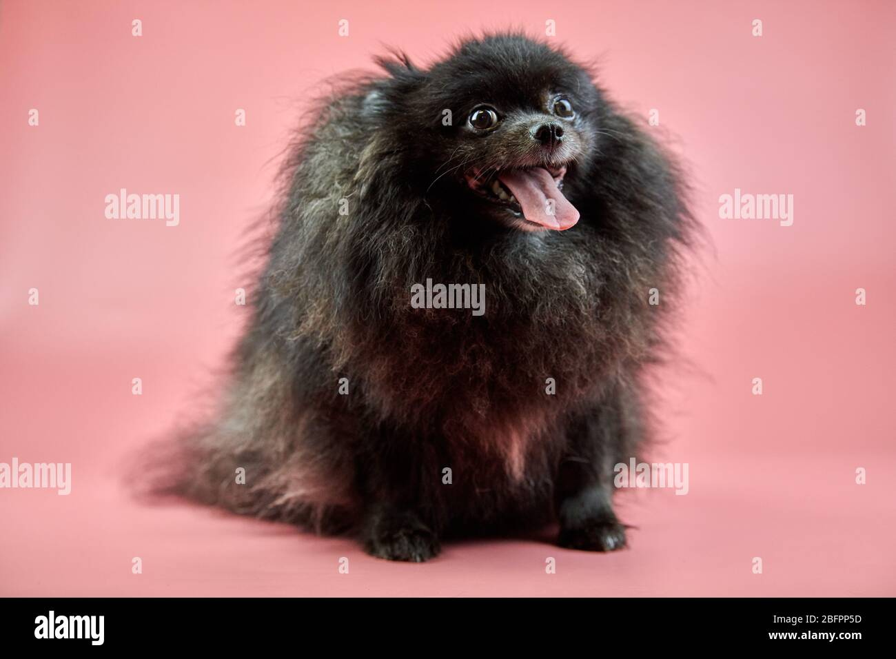 Pomeranian Spitz Black Puppy Cute Fluffy Spitz Dog On Pink Background Family Friendly Tiny Dwarf Spitz Pom Dog With Tongue Hanging Out Stock Photo Alamy